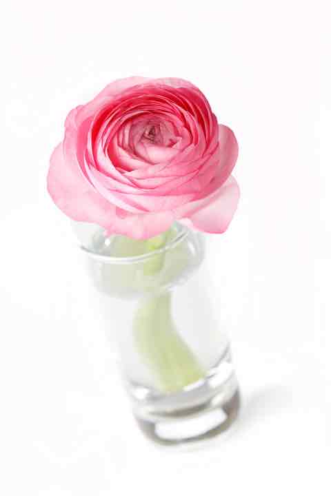 pink Ranunculus pink Ranunculus