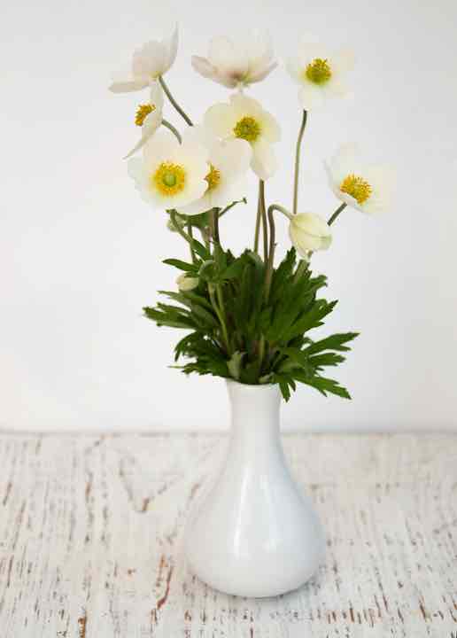 Spring Anemone Flowers Spring Anemone flowers in a vase against white background