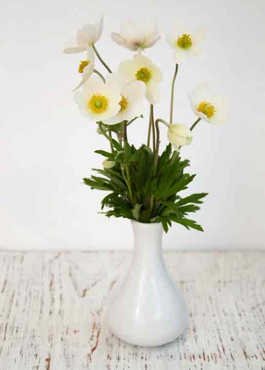 Spring Anemone flowers in a vase against white background