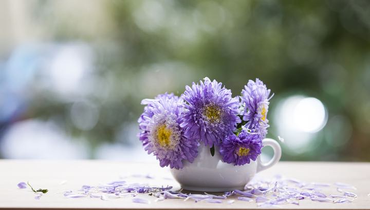 Beautiful pink aster flowers in a small mug