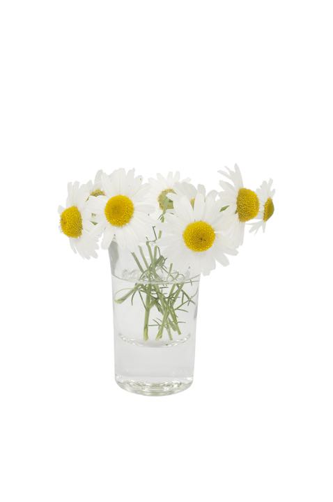 Leucanthemum vulgare flower in a small vase